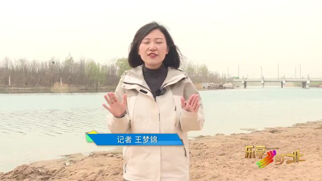 这么近 那么美 周末到河北|七里河月亮湾滩地公园:阳光沙滩 春花烂漫