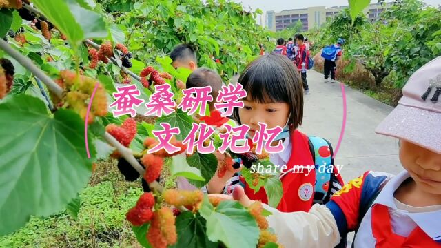 学生研学佛山渔耕文化园,采桑喂蚕摇机缫丝学习桑园围的发展史