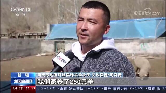 新疆拜城:机械剪羊毛大赛聚多地高手