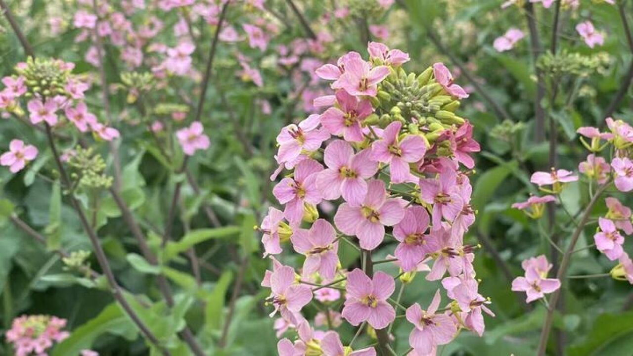 霓虹色油菜花海美出圈,漂亮颜色背后功臣竟是野菜