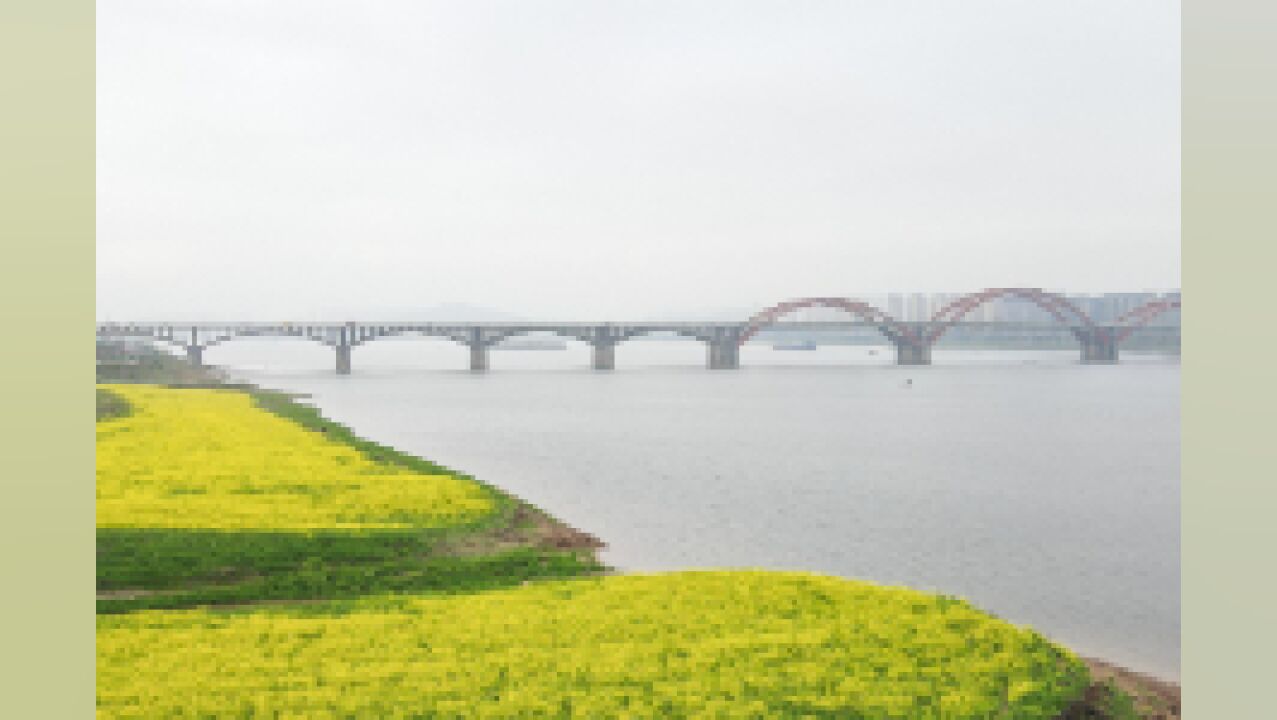 视频丨春分时节 长沙湘江河畔绽放金色花海