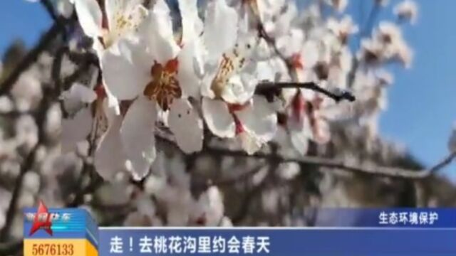 万紫千红总是春!走,去桃花沟里约会春天