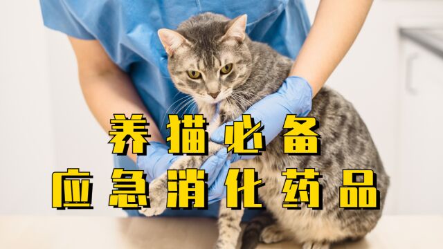 猫咪消化不良,这些药必备!