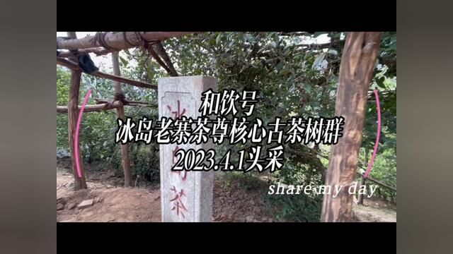 和饮号冰岛老寨茶尊核心古茶树群 2023.4.1头采,更多优质资源期待与您分享,欢迎联系与合作.