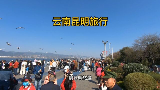 去云南昆明旅行,必去打卡的五个地方,去过的游客都赞不绝口