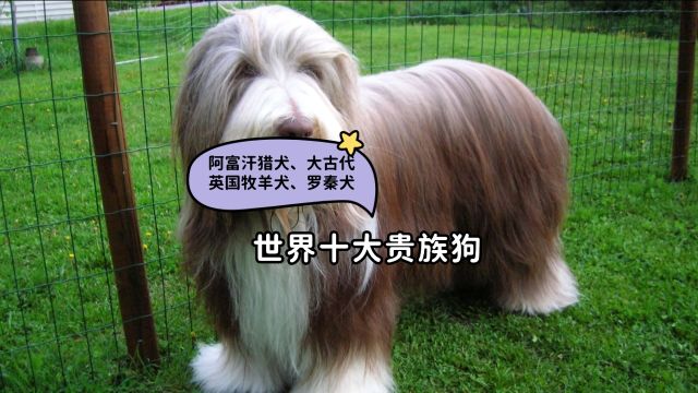 世界十大贵族狗阿富汗猎犬、大古代英国牧羊犬、罗秦犬