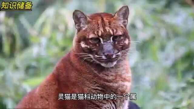 知识储备(灵猫)