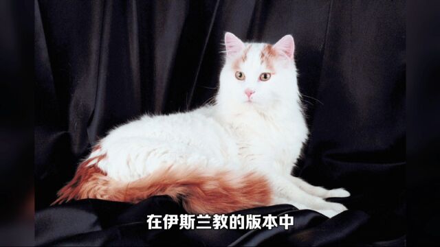 猫咪品种百科:土耳其梵猫,一种你养不起的猫,土耳其的国宝