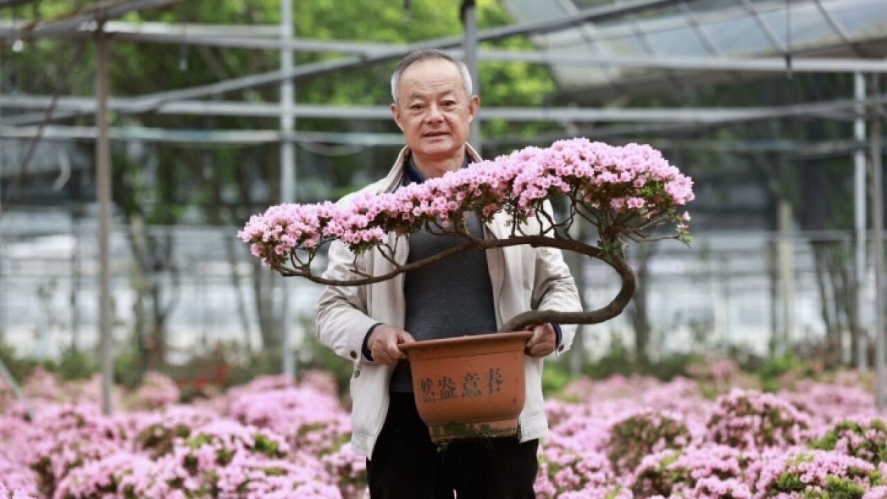 送福利!花样追梦人邀您共赏烂漫杜鹃