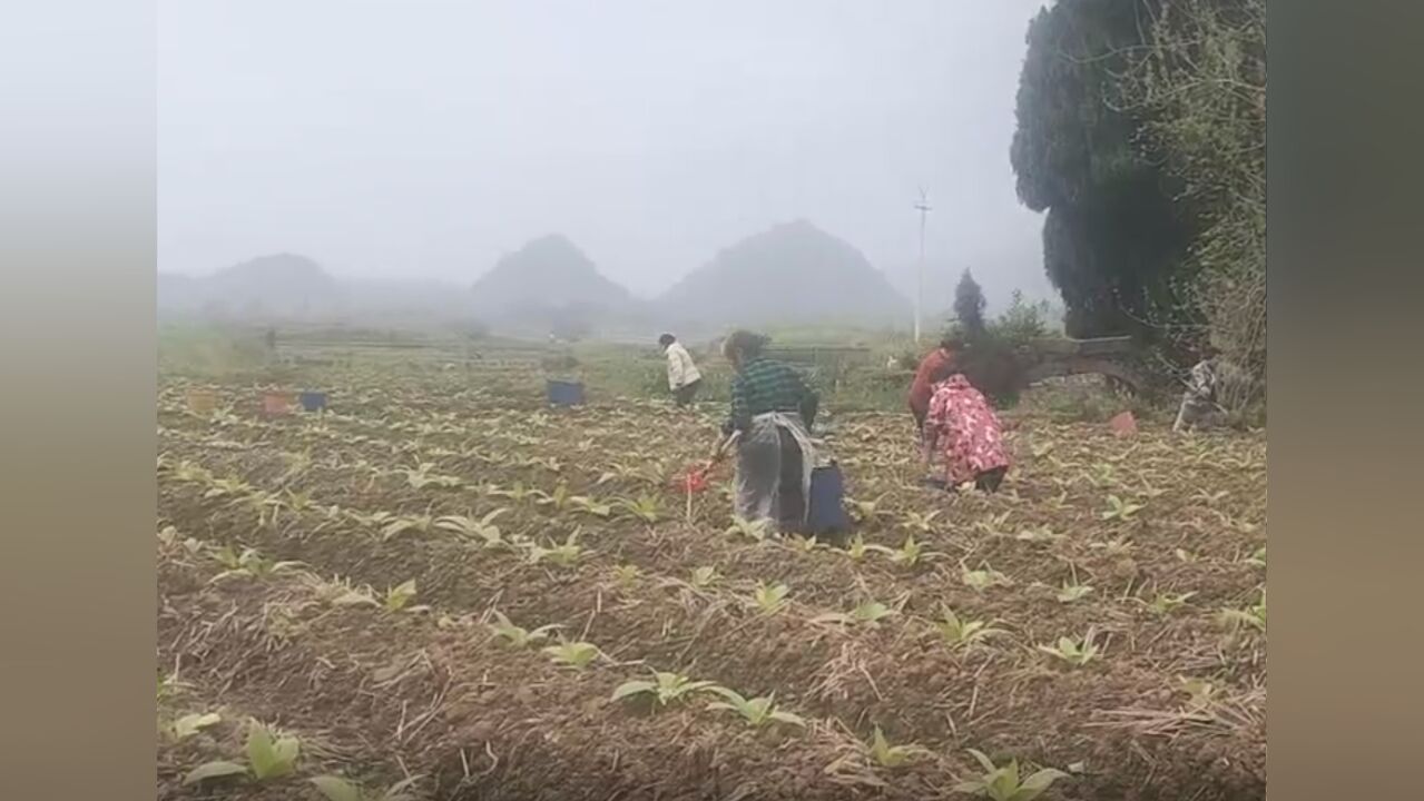 宜章县黄沙镇:烤烟产业助农增收致富