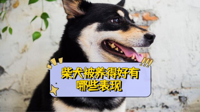 柴犬被养得好有哪些表现?养得好会有这些表现