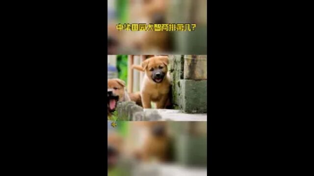 中华田园犬智商排第几?