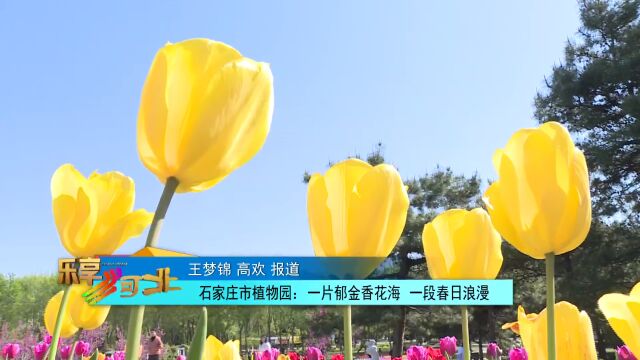 这么近 那么美 周末到河北丨石家庄市植物园:一片郁金香花海 一段春日浪漫