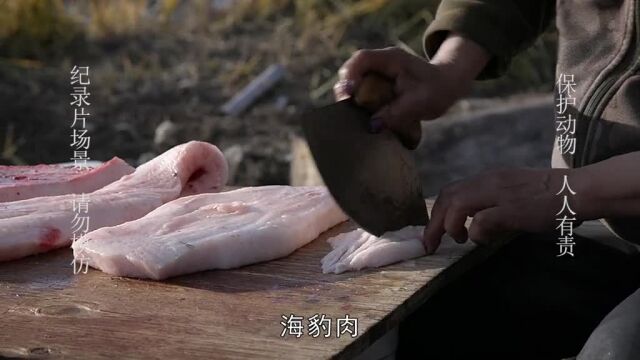 d268集:捕猎海豹#零度以下的生活#纪录片