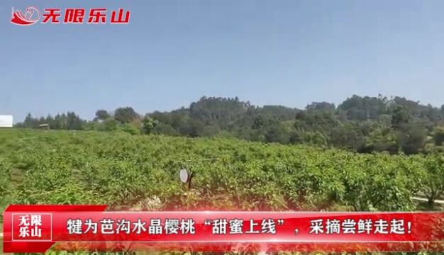 犍为芭沟水晶樱桃“甜蜜上线”,采摘尝鲜走起!