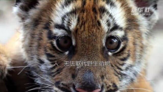 非法出售野生动物 海南两名被告人被追究刑责