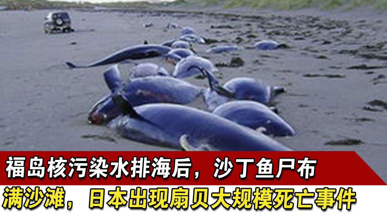 福岛核污染水排海后,沙丁鱼尸布满沙滩,日本扇贝突然大规模死亡