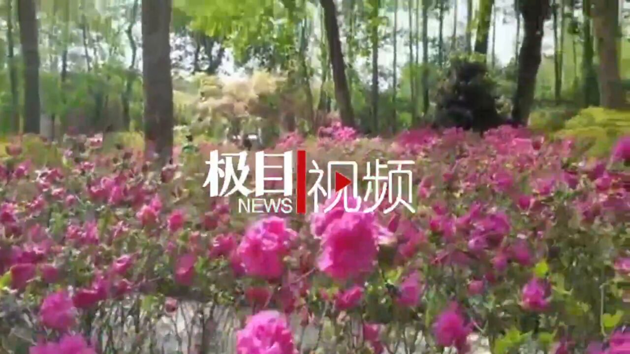 【视频】花期正盛游人醉,青山公园第十二届杜鹃节拉开大幕