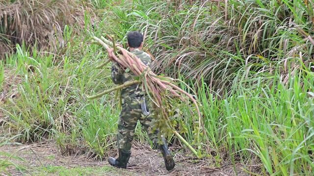 野外发现“巨型”虎杖!在农村很多人不知道它的价值,大叔告诉你