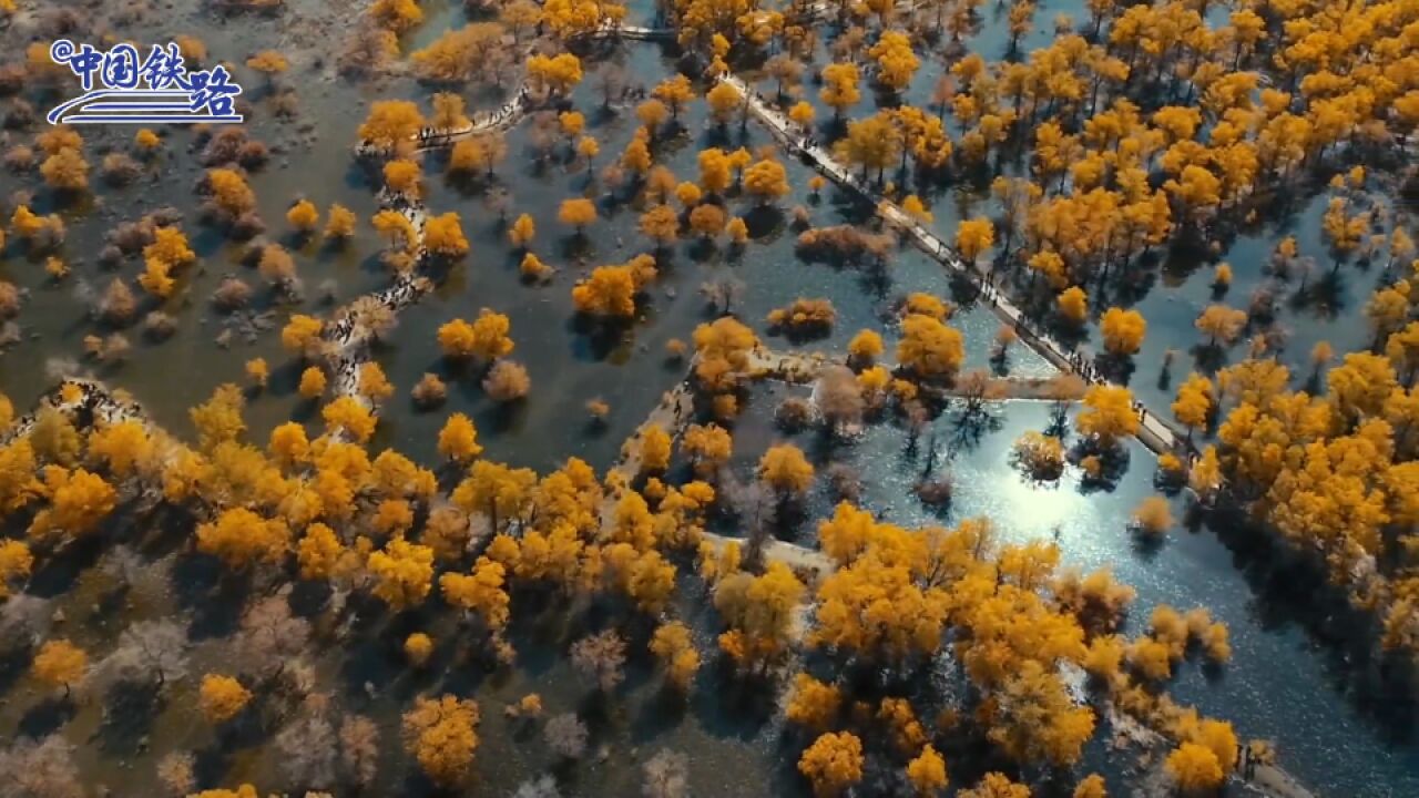 夕发朝至!这趟K字头列车带你去看绝美胡杨林