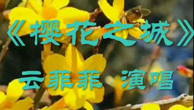 《樱花之城》云菲菲演唱的歌