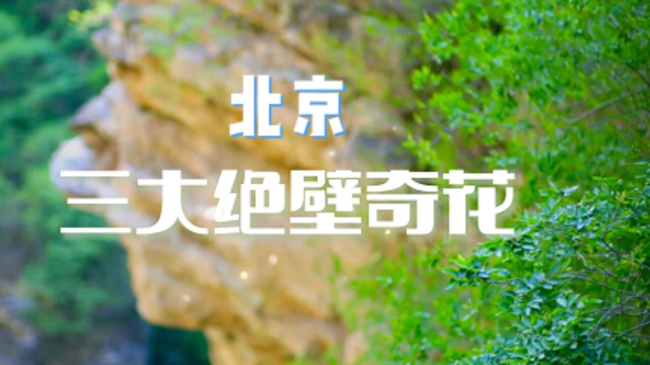 北京“三大绝壁奇花” 都在这里出现了,你见过吗?