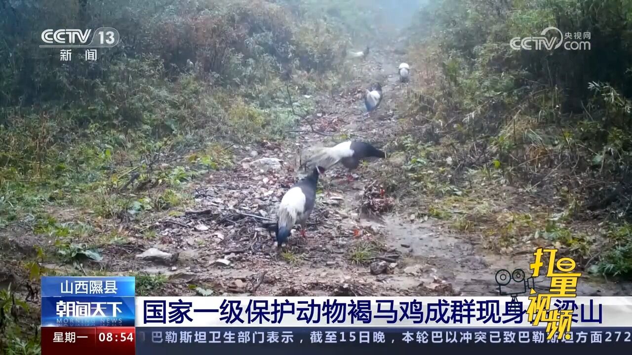 山西隰县:国家一级保护动物褐马鸡成群现身吕梁山