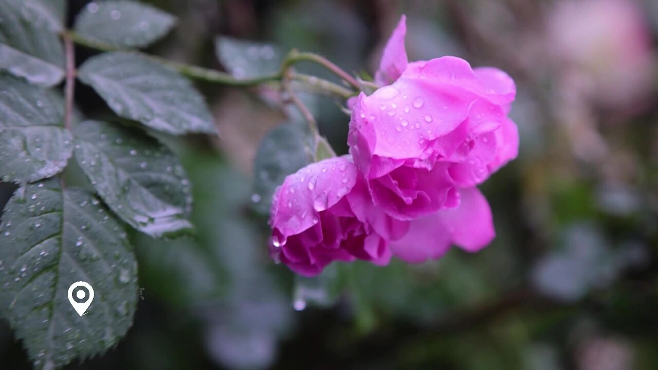 娇艳欲滴!南京一场春雨 月季风中摇曳如美人落泪