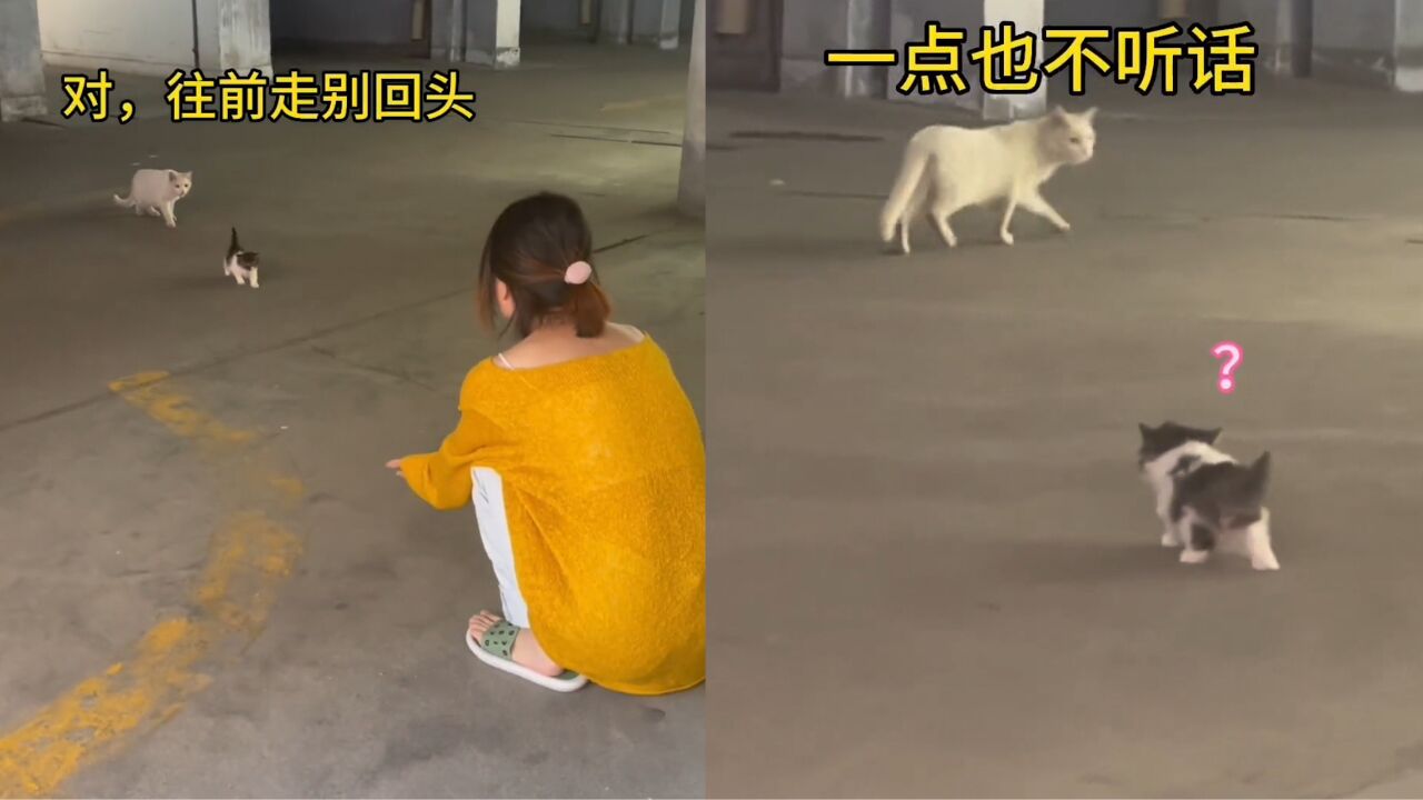 流浪猫妈带猫崽托付给女子,猫崽不舍追出又乖巧返回:万物有灵