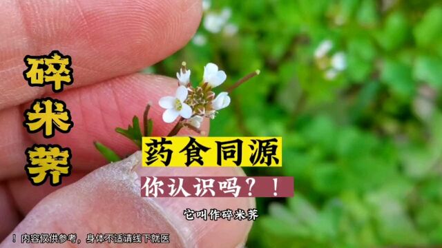 喜欢野菜的话,那你不要错过这一款,它叫作碎米荠