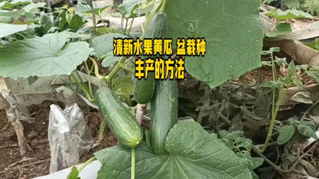 盆栽水果黄瓜丰产的方法