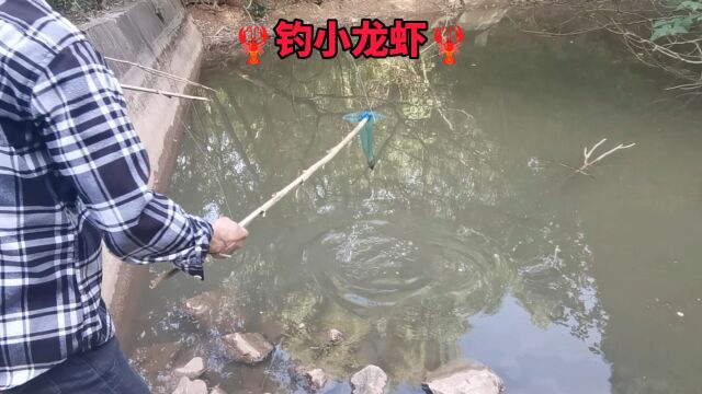 在大山的池塘里钓小龙虾,回忆童年的快乐,小龙虾在城里卖的很贵