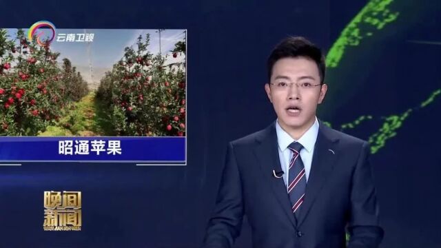 中新网、农民日报、中国商报、云南卫视等媒体关注中国(昭通)苹果产业品牌大会暨创新发展论坛开幕