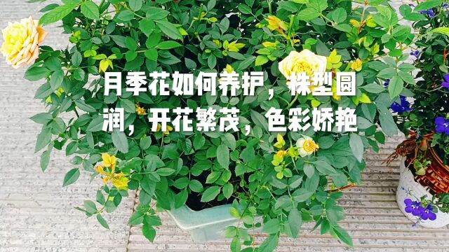 月季花如何养护,株型圆润,开花繁茂,色彩娇艳