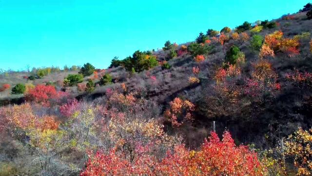 辽宁朝阳迎来最美时节:群山峻秀色彩斑斓,一树一景呈现壮观景象