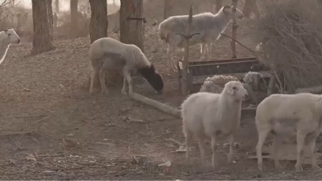 靠着社群和分级代理,让销售额达到800多万,男子还建立了自己的加工厂