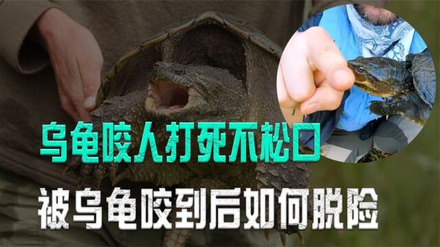 乌龟咬人打死不松口,越咬越紧,被乌龟咬到后如何脱险