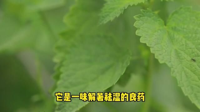 身边的鲜草,你知道他的作用吗?#传承中医文化 #中医 #中医养生