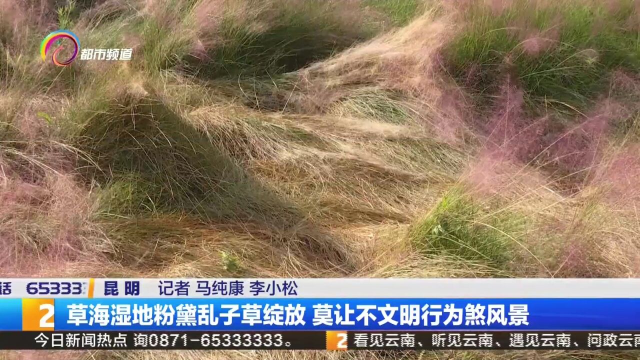 草海湿地粉黛乱子草绽放 莫让不文明行为煞风景