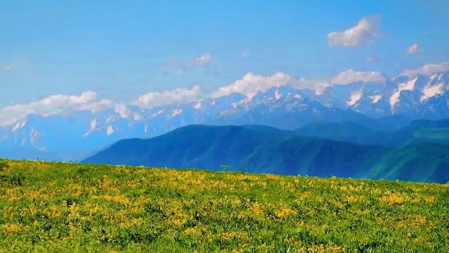 塔城裕民山花节,裕民山花开满100天#新疆