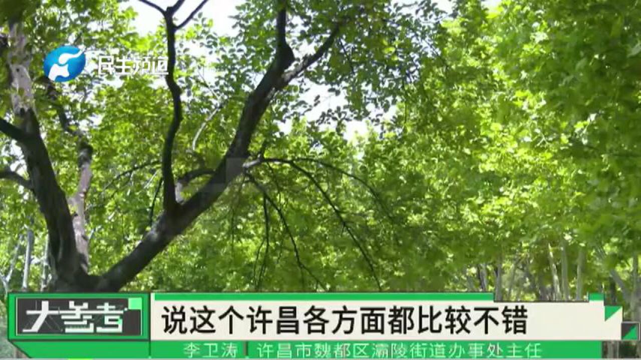 河南许昌:200余棵杨树被清理替换,不仅没有人反对,反而人人支持