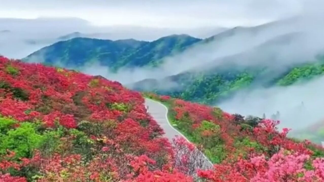 当满山杜鹃花海遇上云海