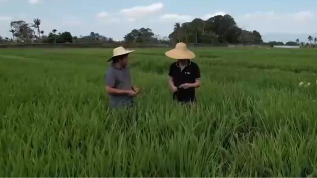 常常听到杂交水稻,水稻杂交过程是怎样的,研究员为您讲述