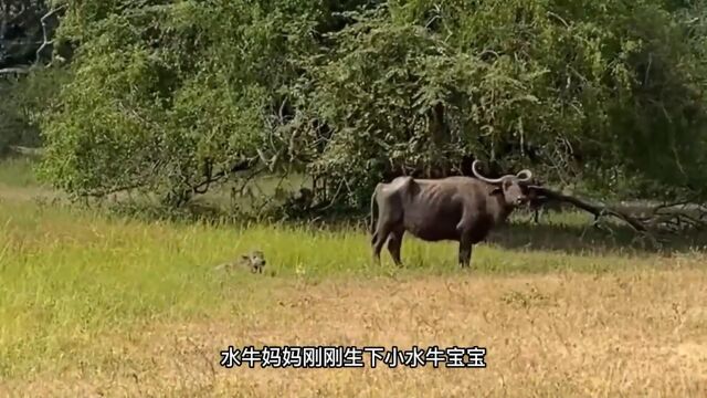 花豹疯了,宁愿被水牛群攻击也要一次又一次袭击小水牛宝宝动物世界