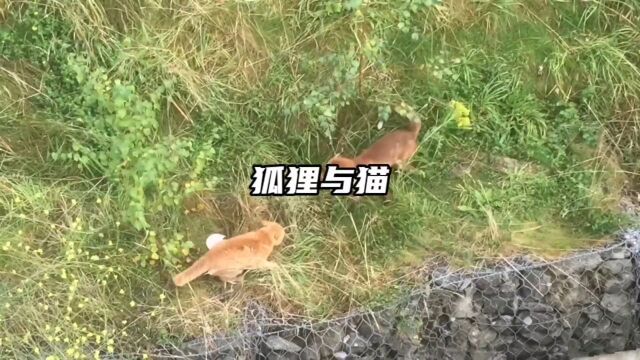 狐狸与黄猫的较量