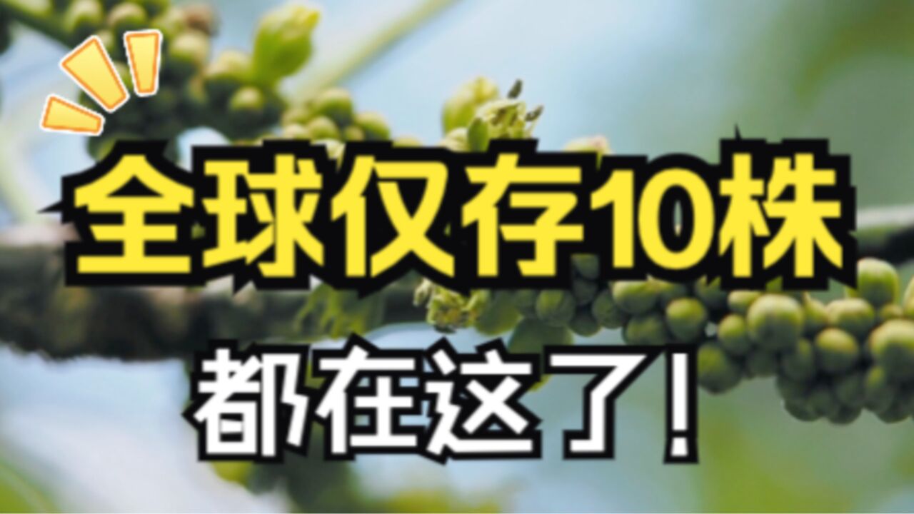 国际生物多样性日|野生绒毛皂荚再现身,全球仅存10株都在这了!