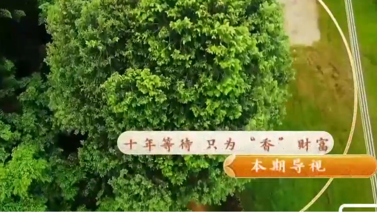 女子为得到一棵树,竟买了整个园子,凭借这种树赚到财富