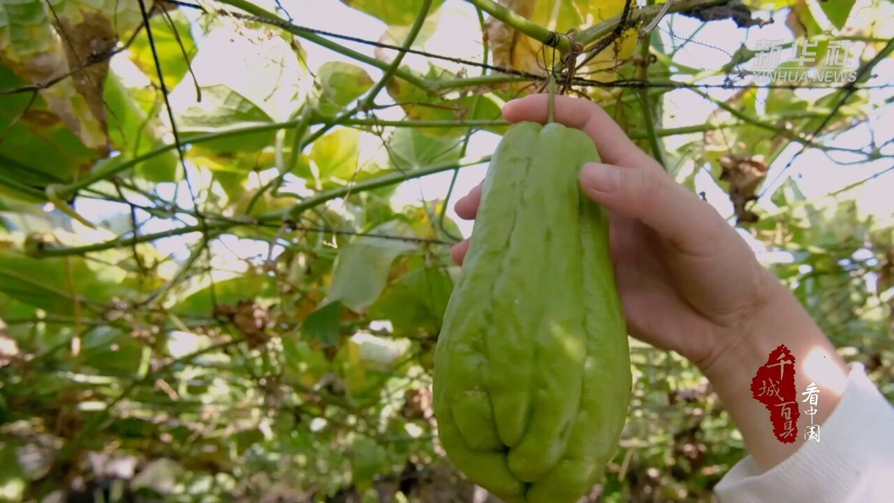 千城百县看中国|寻闽味:金秋佛手瓜