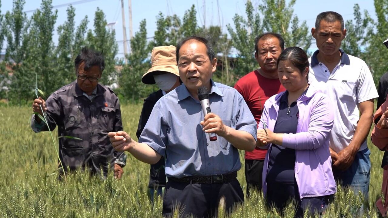 临清:农技培训课开到田间地头 助力夏粮丰产丰收