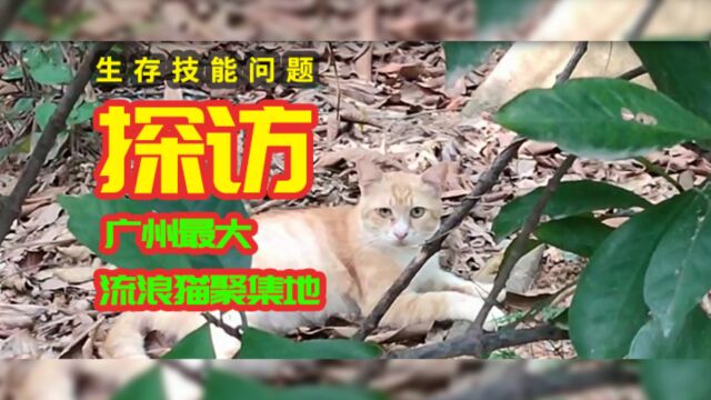 探访广州最大流浪猫聚集地的猫咪生存技能问题?猫在山上如何活?